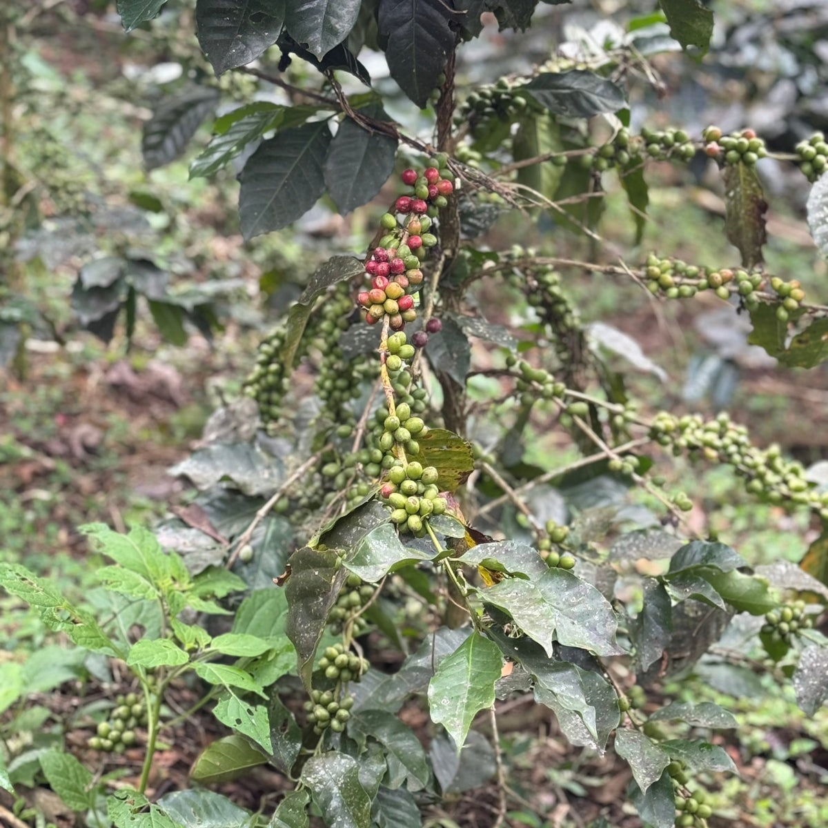 CAFÉ PÉROU PACHAMAMA BIO - LOUTSA Torréfacteur