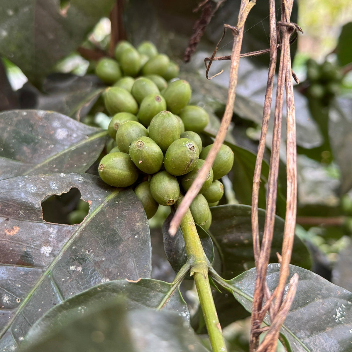 CAFÉ PÉROU PACHAMAMA BIO - LOUTSA Torréfacteur