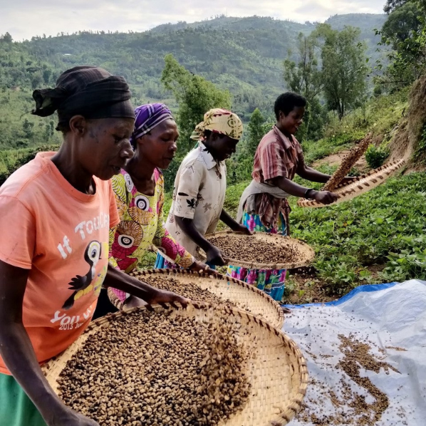 Café Rwanda MUSASA - LOUTSA Torréfacteur