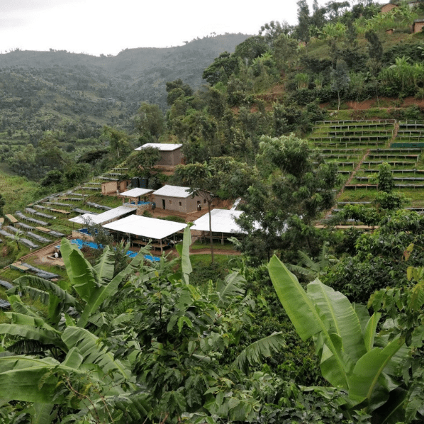 Café Rwanda MUSASA - LOUTSA Torréfacteur