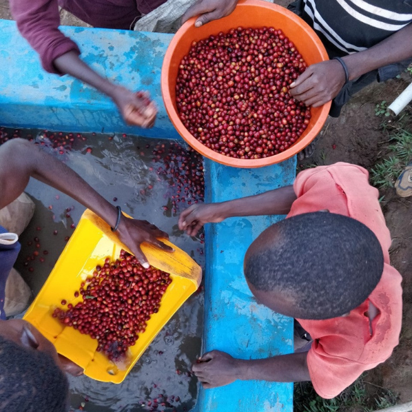 Café Rwanda MUSASA - LOUTSA Torréfacteur