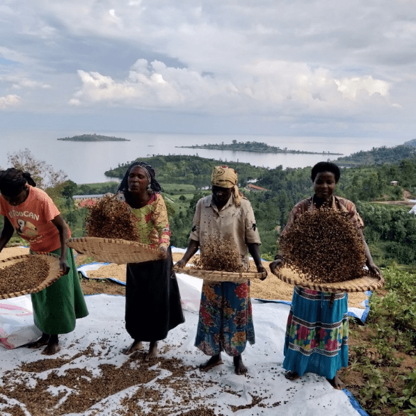 Café Rwanda MUSASA - LOUTSA Torréfacteur