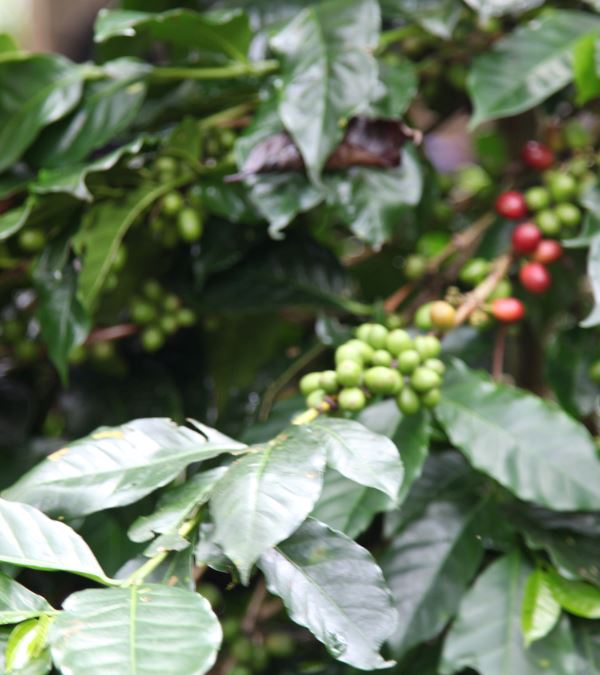 KETIARA GAYO BIO. CAFE GRAIN LOUTSA Torréfacteur 