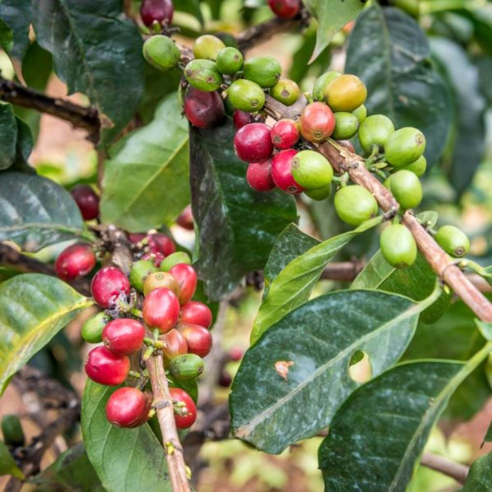 PEABERRY Limited. CAFE GRAIN LOUTSA Torréfacteur 