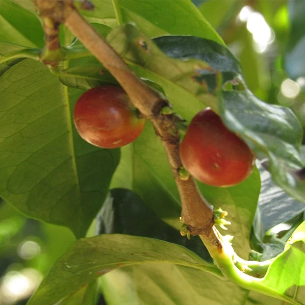 Café du Kenya – MUBURI CAFE GRAIN LOUTSA Torréfacteur 