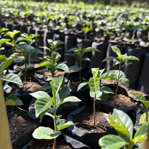 Café Guatemala OCANA CAFE GRAIN LOUTSA Torréfacteur 