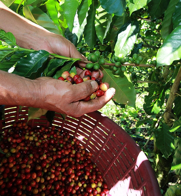 Café Panama DON CUBILLA Volcan Baru CAFE GRAIN LOUTSA Torréfacteur 