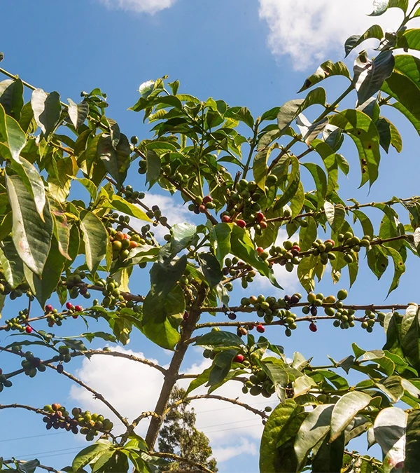 Café du Kenya – MUBURI CAFE GRAIN LOUTSA Torréfacteur 