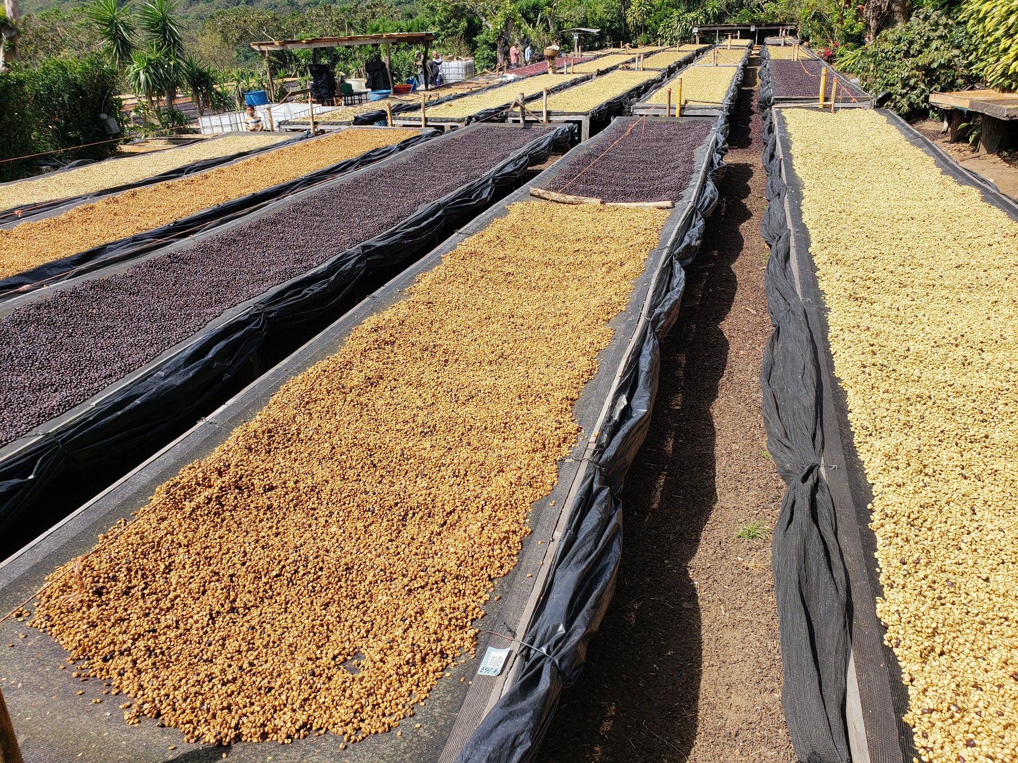 cinq rangées de lits de café au milieu de la forêt