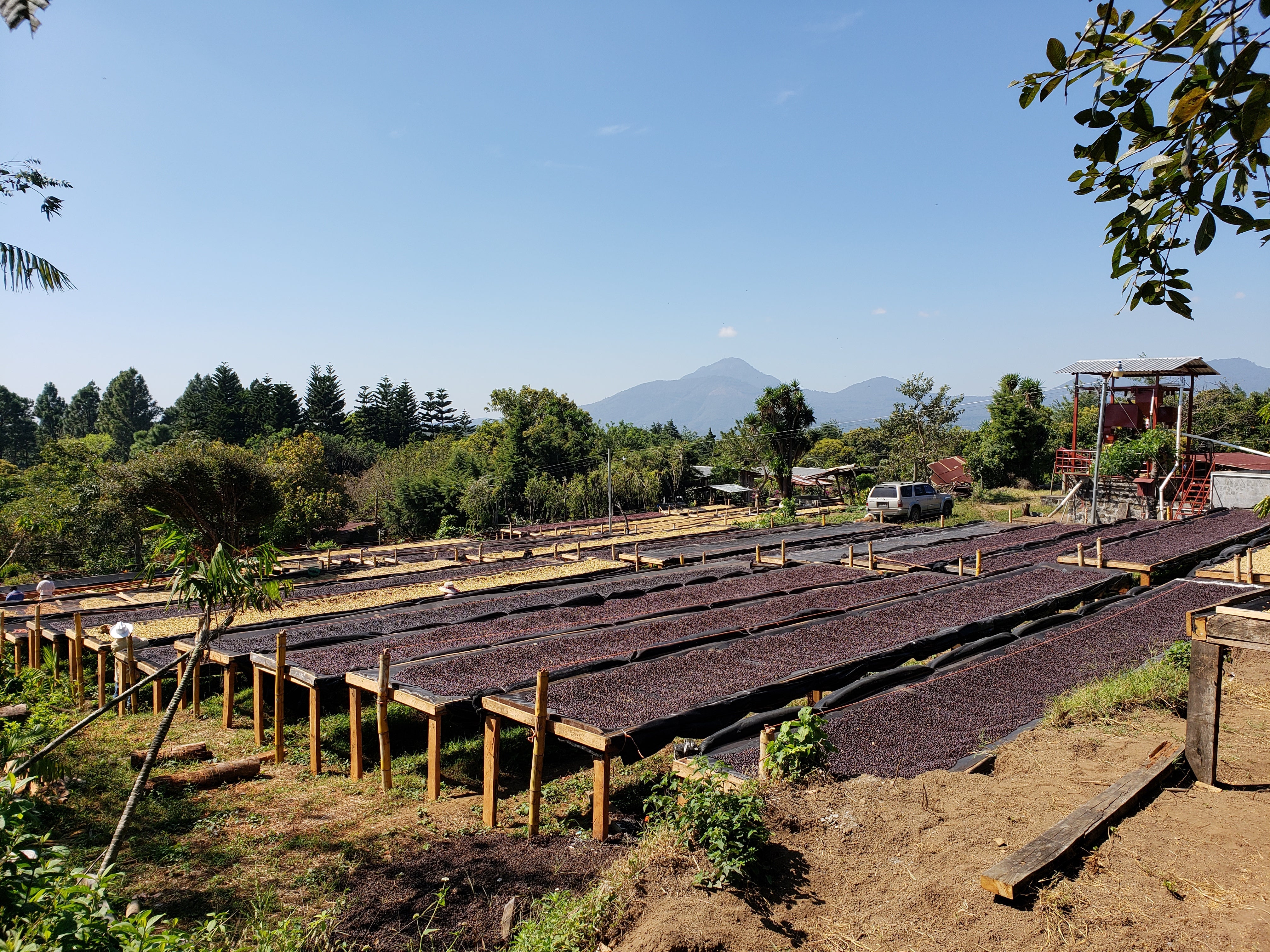 Lits de séchage africains pour le café, au milieu de la flore colombienne.