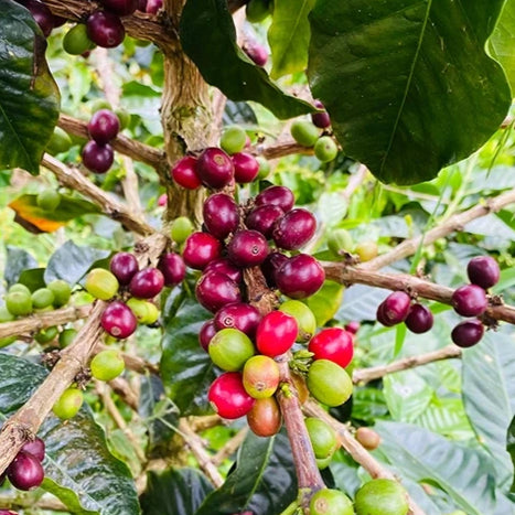 Café GEISHA Quindio – Grand Cru de Colombie CAFE GRAIN LOUTSA Torréfacteur 