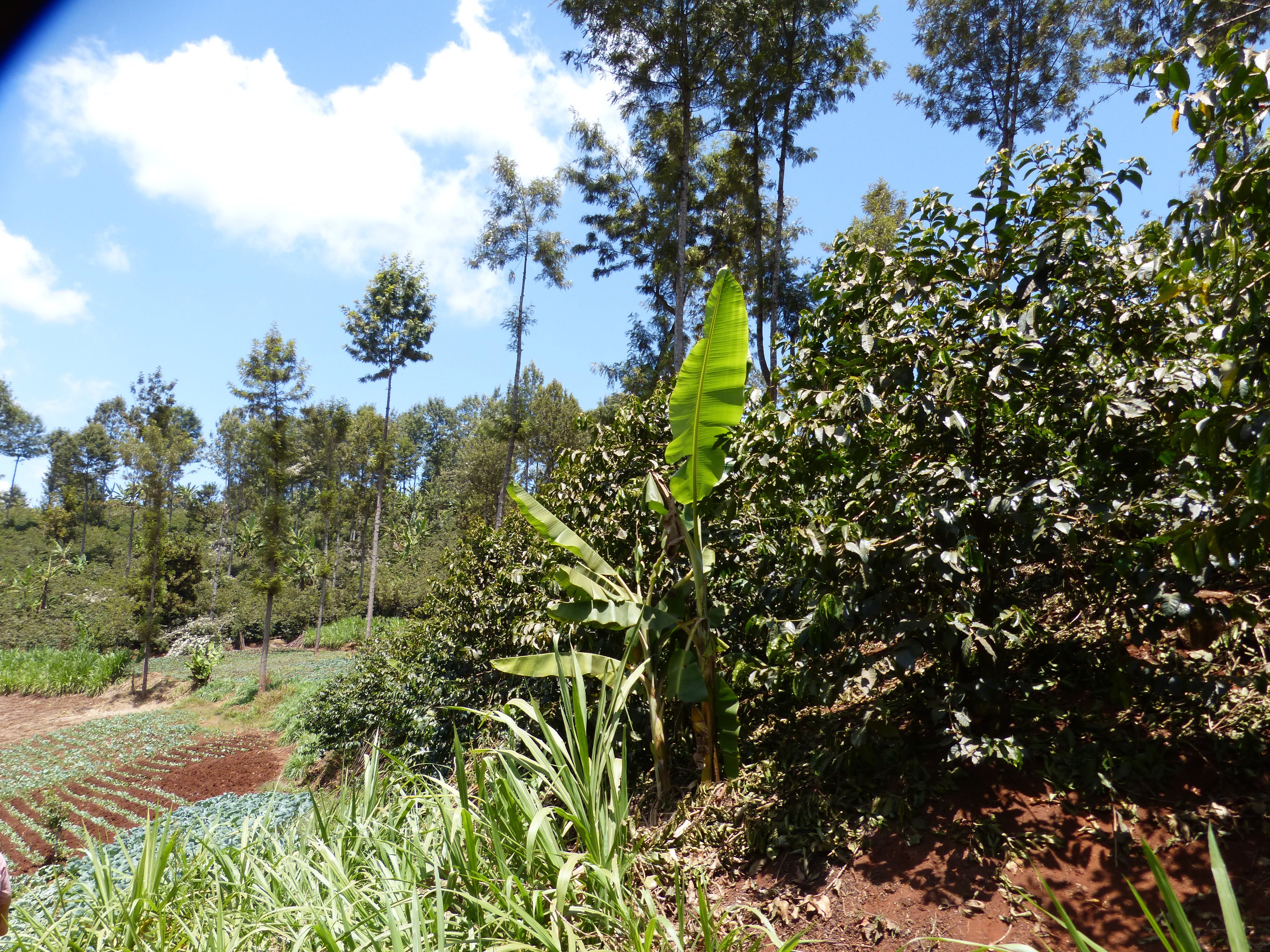 Un bananier planté au centre d'une plantation de café dans la forêt sauvage