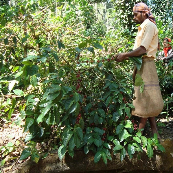 Café Indien NERIE Baba Budan Hills CAFE GRAIN LOUTSA Torréfacteur 