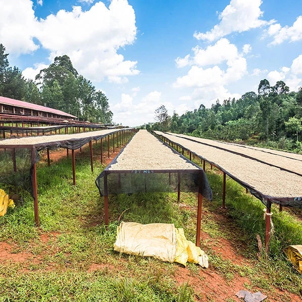 Café du Kenya – MUBURI CAFE GRAIN LOUTSA Torréfacteur 