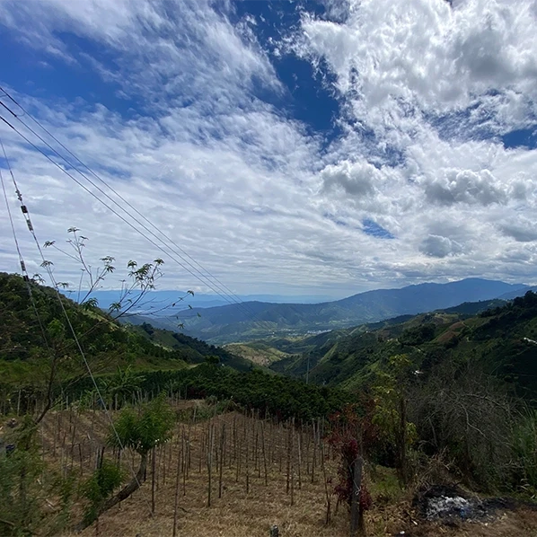 Café GEISHA Quindio – Grand Cru de Colombie CAFE GRAIN LOUTSA Torréfacteur 