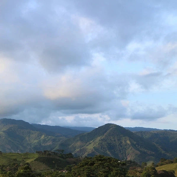 Café GEISHA Quindio – Grand Cru de Colombie CAFE GRAIN LOUTSA Torréfacteur 